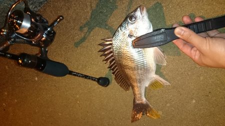 アジング釣行記