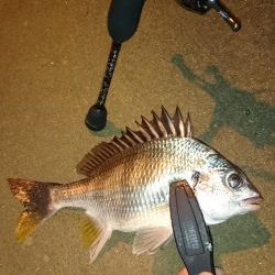 アジング釣行記