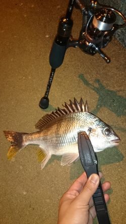 アジング釣行記