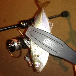 アジング釣行記