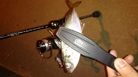 アジング釣行記