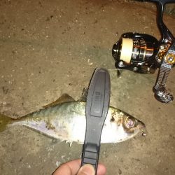 アジング釣行記