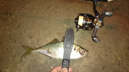 アジング釣行記