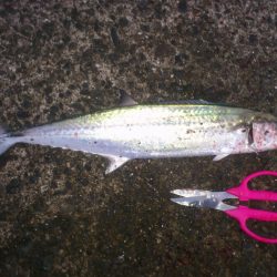 初冬?サゴシゲーム