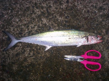 初冬?サゴシゲーム