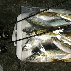 アジング釣行記