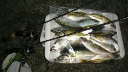 アジング釣行記