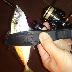 アジング釣行記