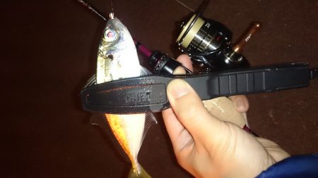 アジング釣行記