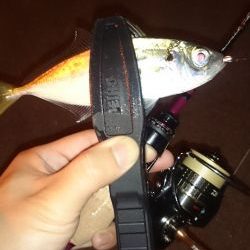 アジング釣行記
