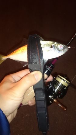 アジング釣行記