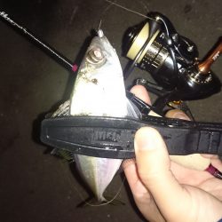 アジング釣行記