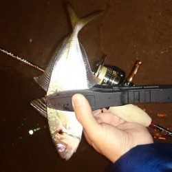 アジング釣行記