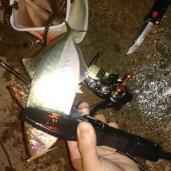 アジング釣行記