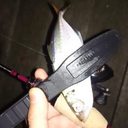 アジング釣行記