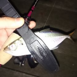 アジング釣行記