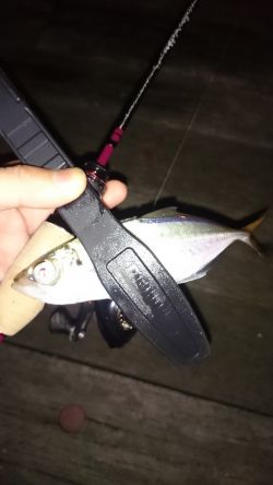 アジング釣行記