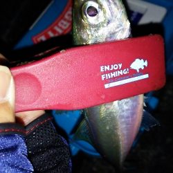 初めての大阪湾奥釣行