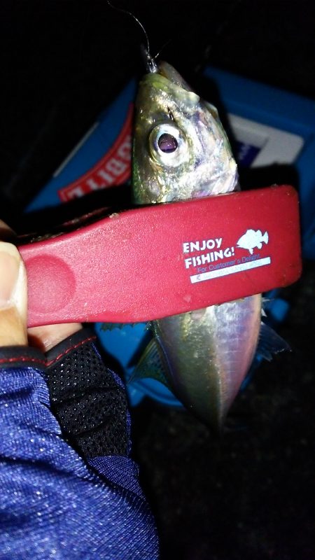 初めての大阪湾奥釣行