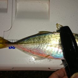 アジング釣行記