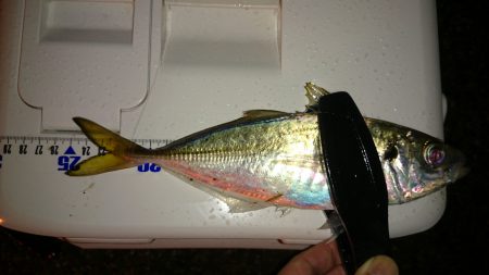 アジング釣行記