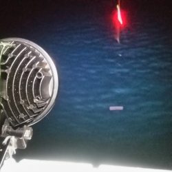 夜サビキ アジは少しも大きくなってます。