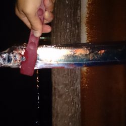 大津川尻高場にてウキ釣りで太刀魚8本get