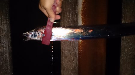 大津川尻高場にてウキ釣りで太刀魚8本get