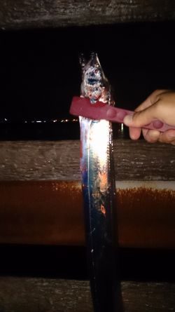 大津川尻高場にてウキ釣りで太刀魚8本get