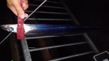 大津川尻高場で小雨の中太刀魚12匹