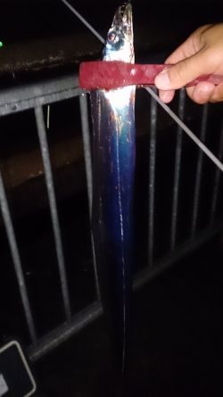 大津川尻高場で小雨の中太刀魚12匹