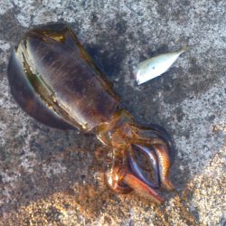 今シーズン一番のサイズ！