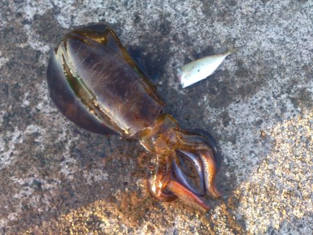 今シーズン一番のサイズ！