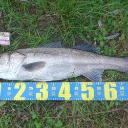 相性の良い長潮