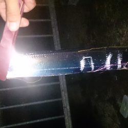 大津川尻高場にて太刀魚3匹