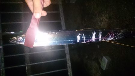 大津川尻高場にて太刀魚3匹