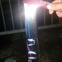 大津川尻高場にて太刀魚3匹