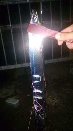 大津川尻高場にて太刀魚3匹