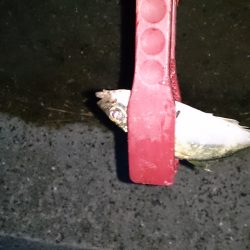 春木ベランダでアジング