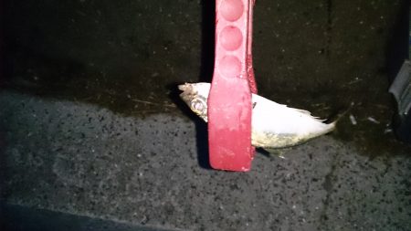 春木ベランダでアジング