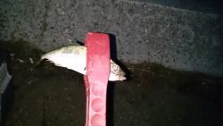 春木ベランダでアジング