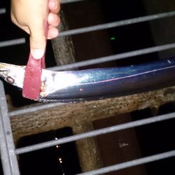 忠岡高場で太刀魚6匹ゲット