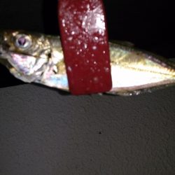 飛ばしサビキでアジ爆釣