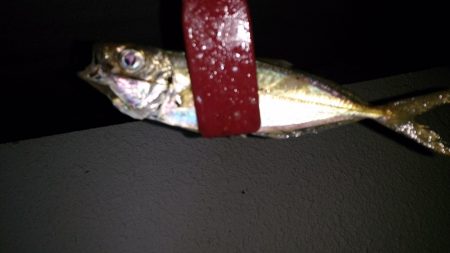 飛ばしサビキでアジ爆釣