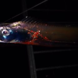 大津川尻高場にてウキ釣りで太刀魚7本get