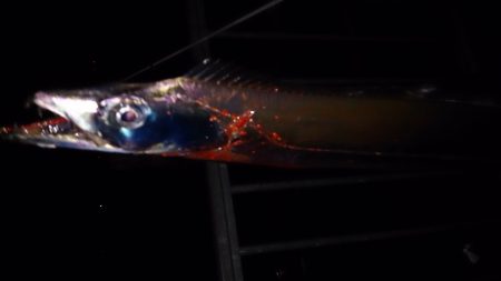 大津川尻高場にてウキ釣りで太刀魚7本get