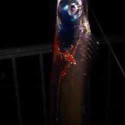 大津川尻高場にてウキ釣りで太刀魚7本get