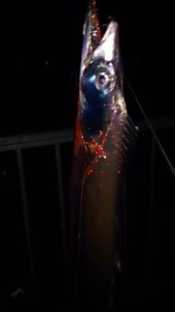 大津川尻高場にてウキ釣りで太刀魚7本get