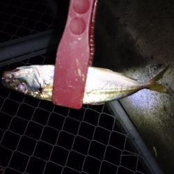 アジングで渋るなか8匹釣れました