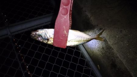 アジングで渋るなか8匹釣れました